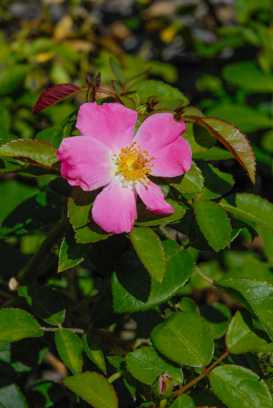Nearly Wild Rose